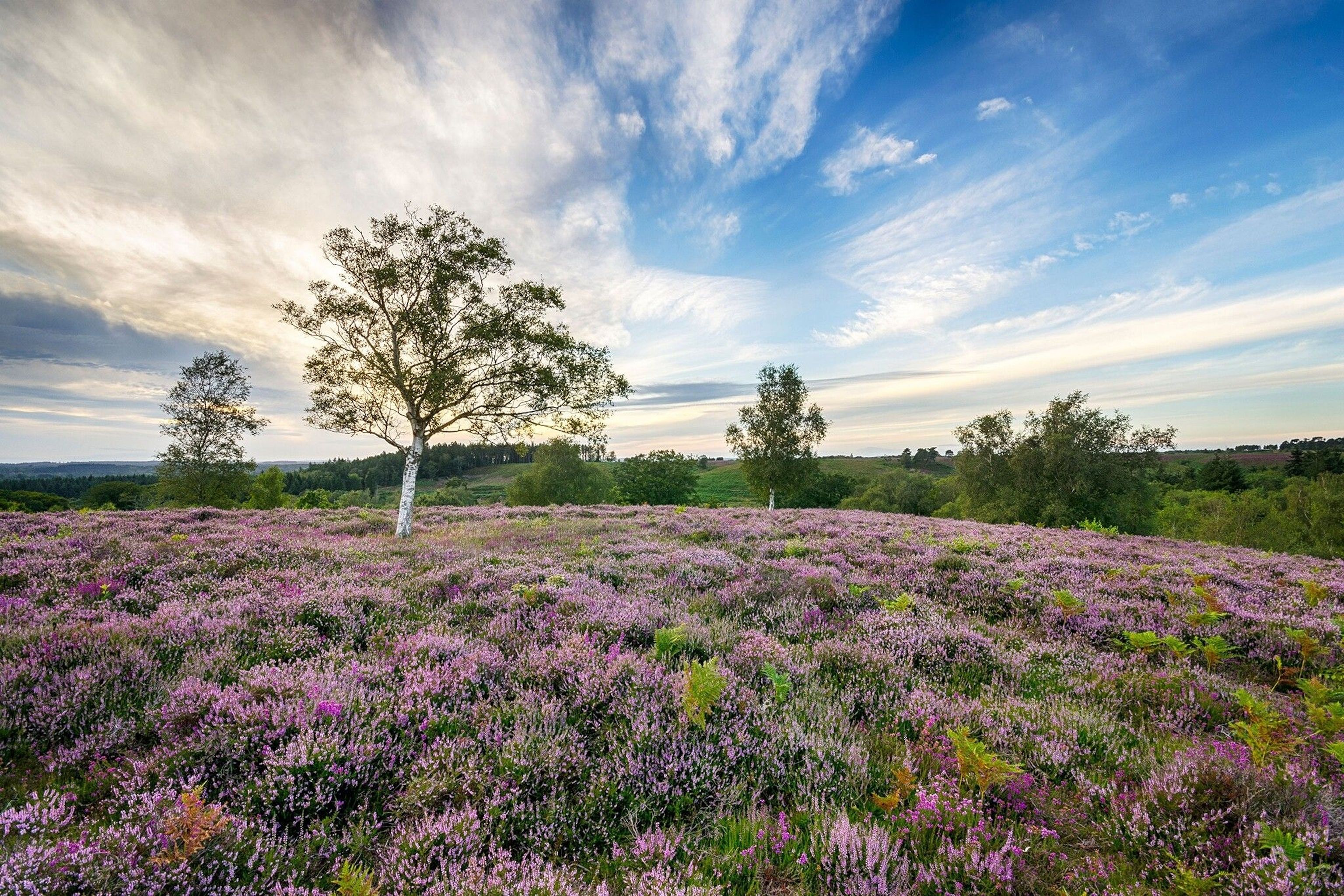 A carpet of purple heather in the New Forest, UK