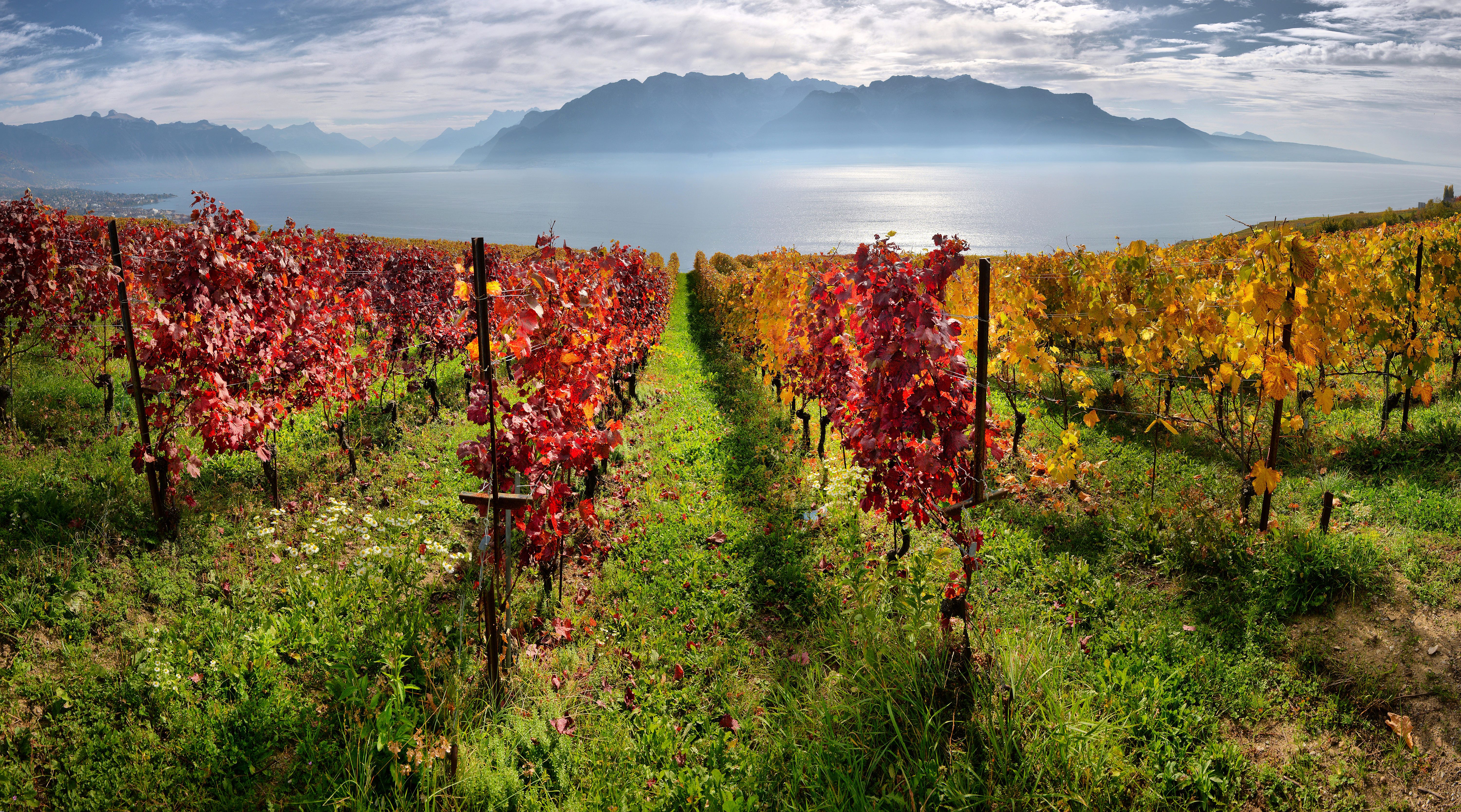 Autumn vineyards in the Lavaux region, Switzerland