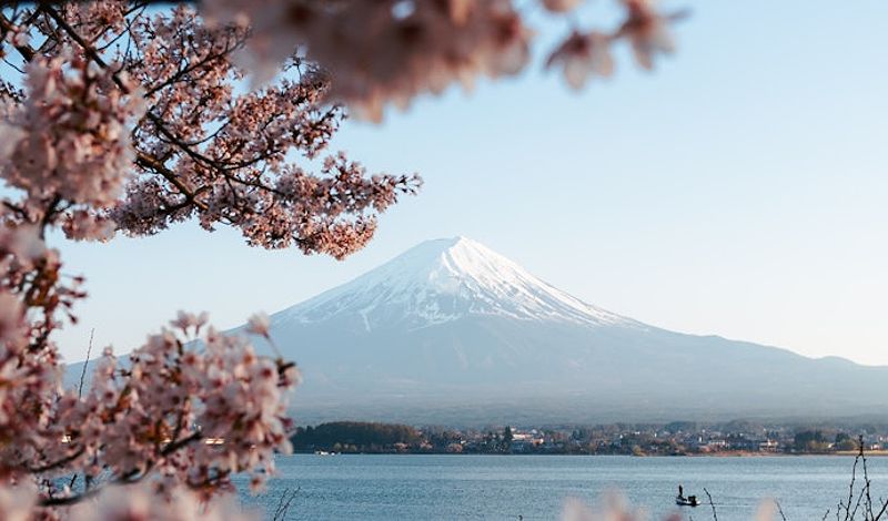 Cherry blossoms in Japan