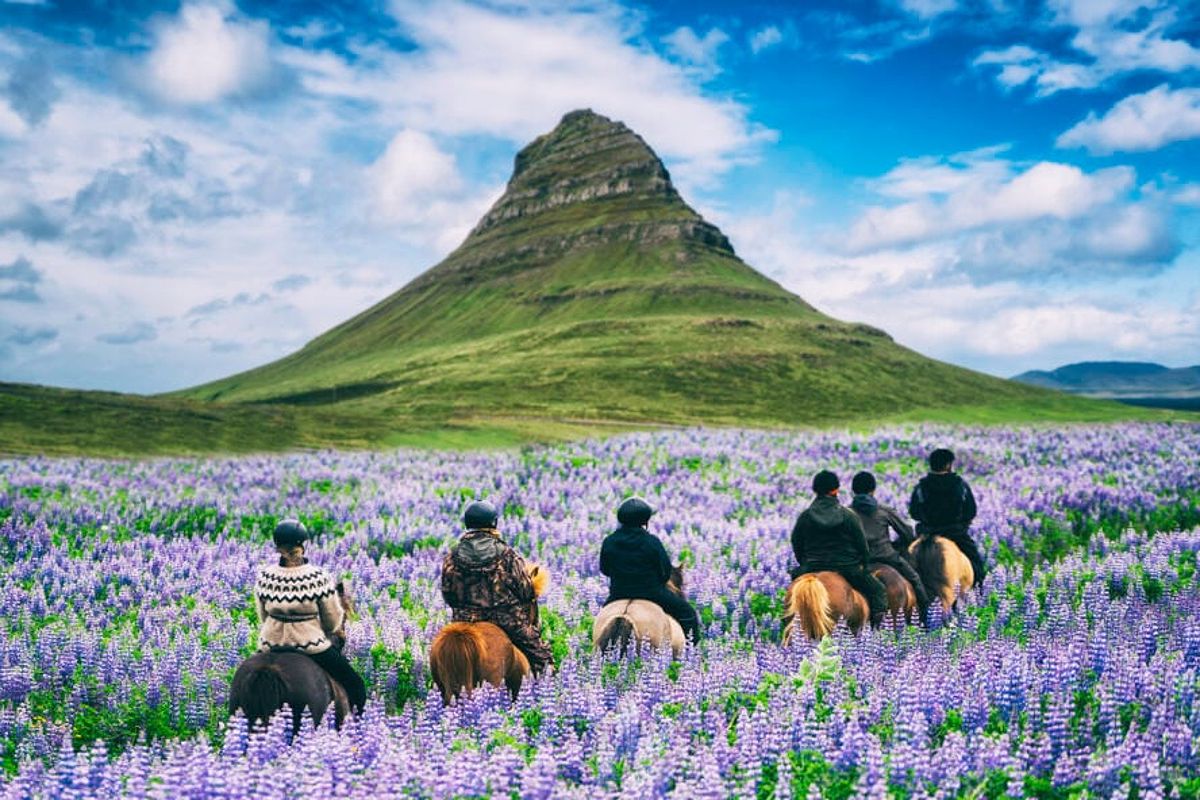 Group of horse riders in a blooming field under the pointed peak of Kirkjufell