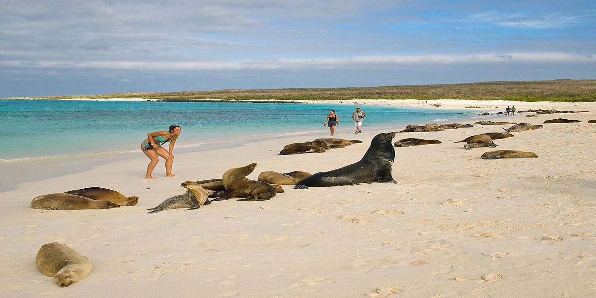 Sea Lion in Galapagos