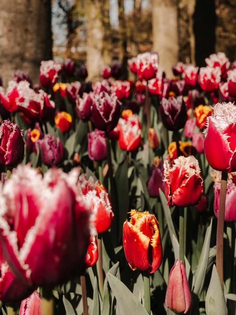 Tulips in the Netherlands