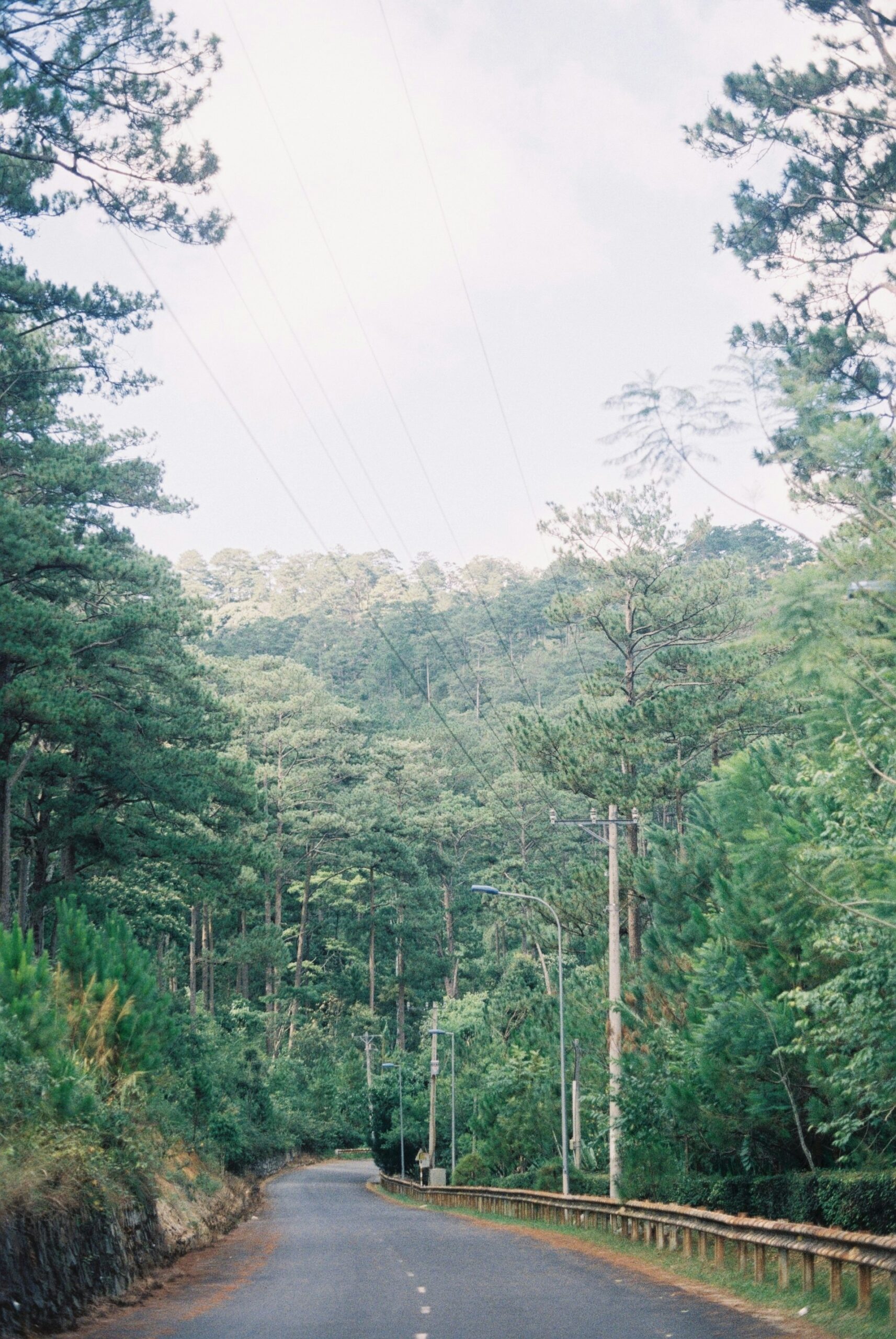 Experience Thrilling Forest Canopy Zip-Line Adventures: Your Guide to Safe, Sustainable Fun